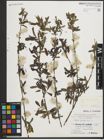 Foto von Salix purpurea L.